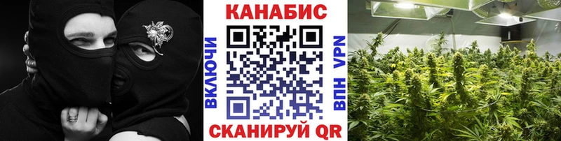 Канабис OG Kush  Иланский 
